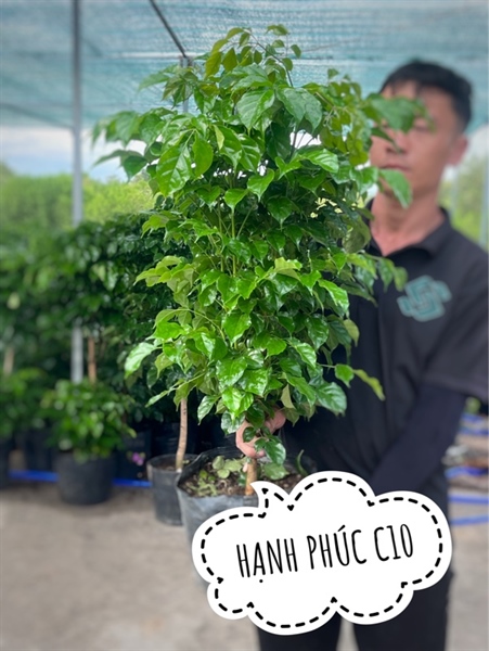 Hạnh phúc C10