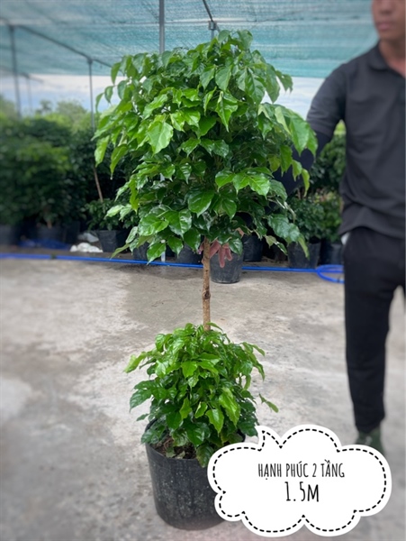 Hạnh phúc 2 tầng lớn