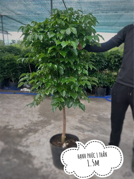 Hạnh phúc 1 cốt c12