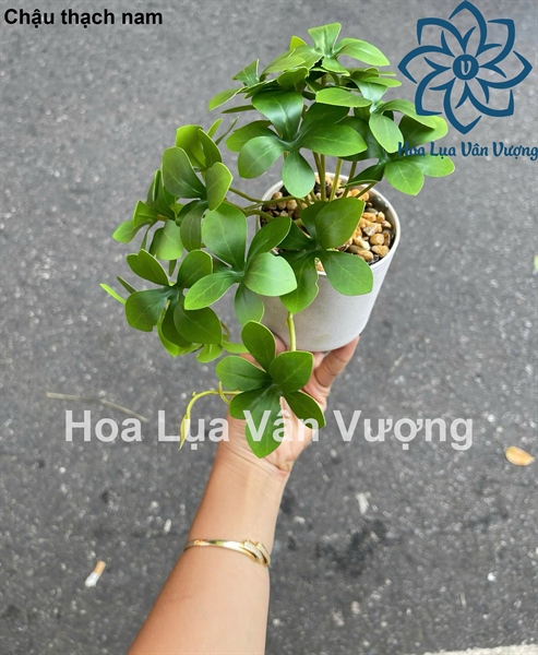 Chậu thạch nam - Chậu để bàn - Hoa Lụa Vân Vượng