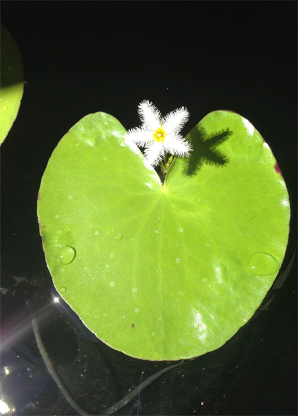 Lá súng thuỷ nữ