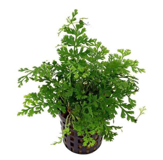 Dương xỉ châu phi mini