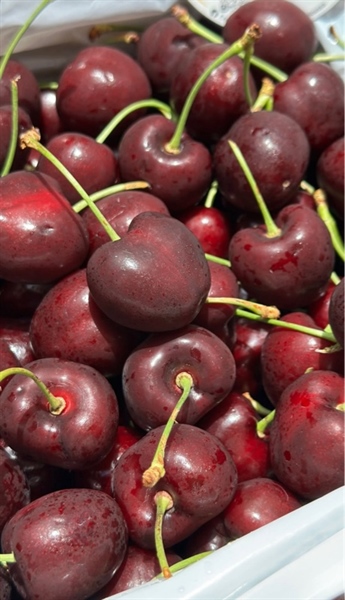 Cherry Đỏ size 9