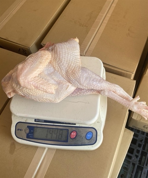 Gà TƯƠI -1.45kg " có đầu , có chân , đã mổ sạch sẽ "