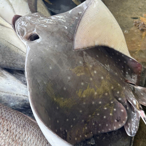 Cá đuối ó sao size 5-7kg