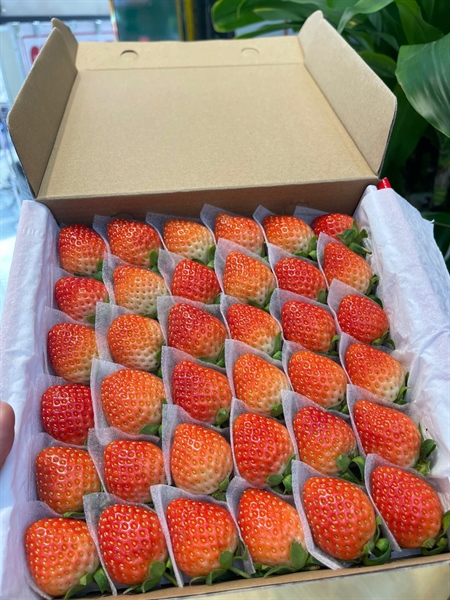 Dâu Giống Nhật Size 36 (Hộp)