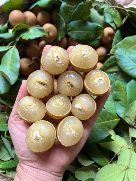 Nhãn bắp cải 1kg