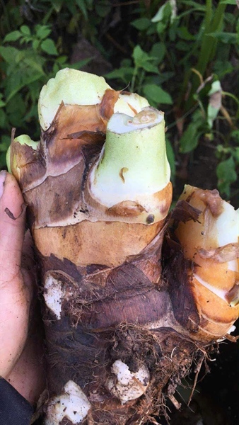 Khoai Sọ Mán Mộc Châu - Ảnh 1