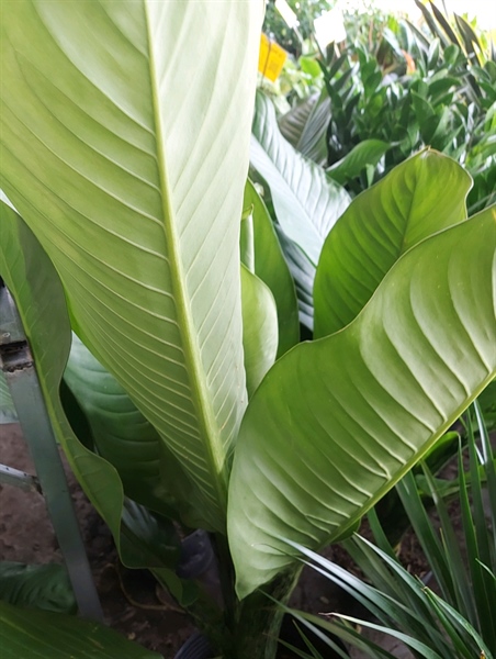 Đại Phú lớn C13