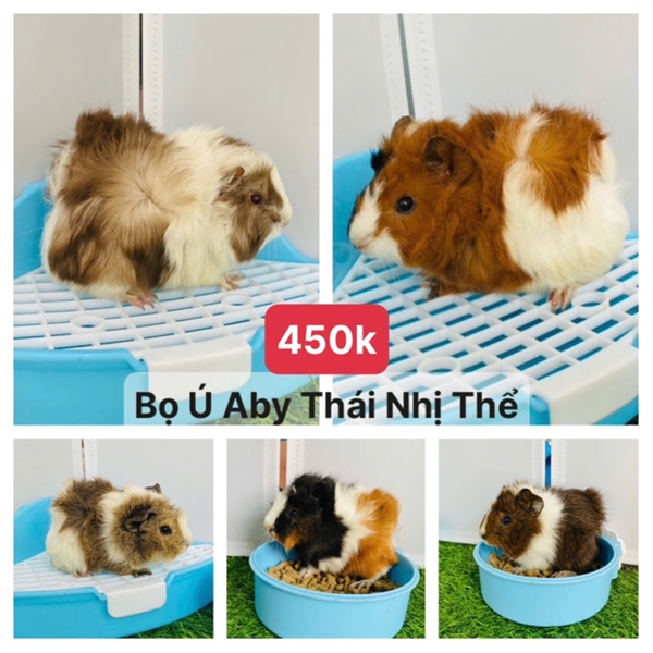Bọ Ú ( Chuột Lang)
