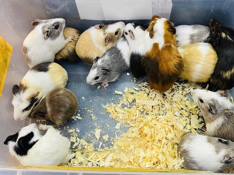 Bọ Ú ( Chuột Lang)