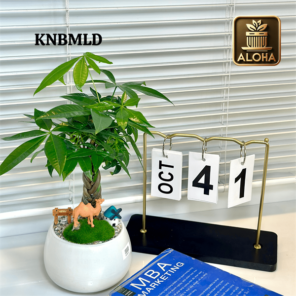 CHẬU TÀI LỘC SUNG TÚC