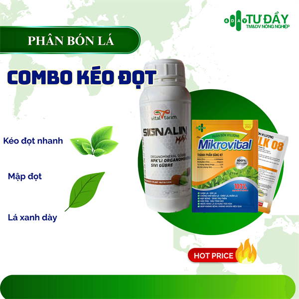 COMBO KÉO ĐỌT ( 1 SIGNAXLIN, 4 COMBI MIKROVITAL)