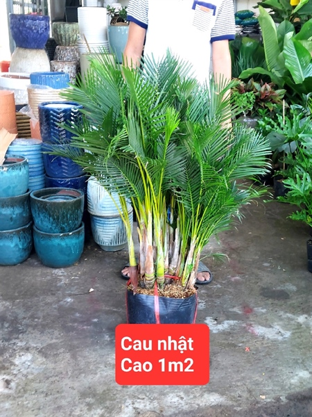Cau nhật