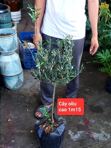 Cây oliu