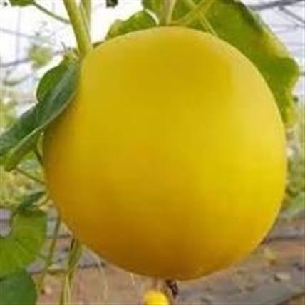 DƯA GANG TRÒN TRÁI 0.5-0.8KG