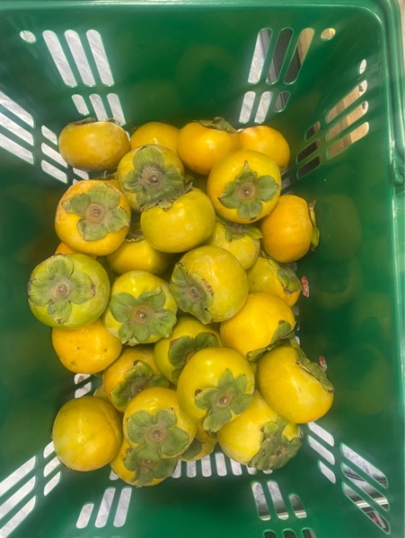 Hồng Socola Kg