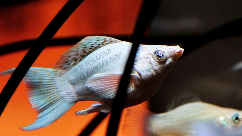 Molly Platium Đuôi Én ( Mắt Kim Cương) (Số Lượng Có Hạn)