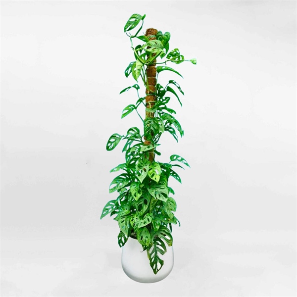 CÂY TRẦU BÀ LỖ TRỤ