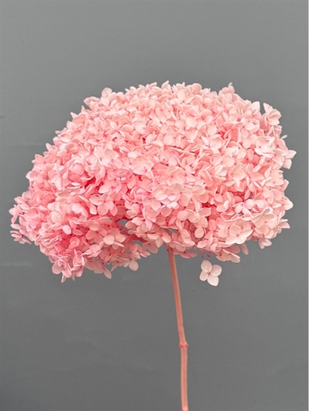 Hoa Cẩm Tú Cầu - Cành