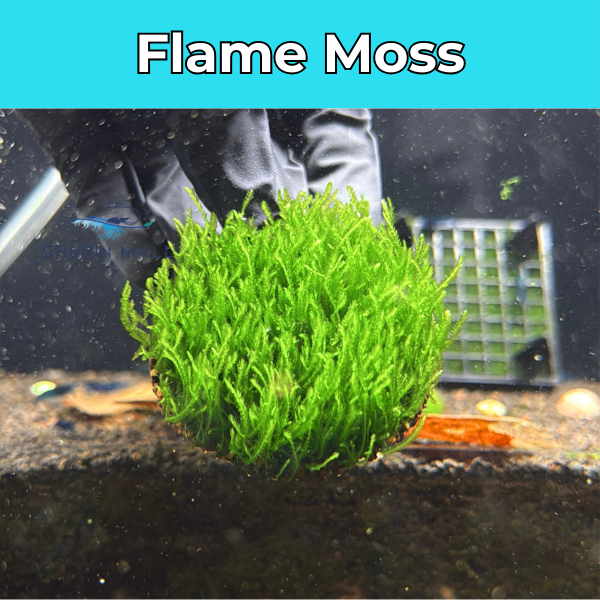 Flame Moss - Giá thể Napad