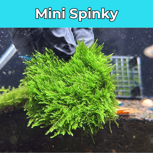 Mini Spinky - Giá thể Napad