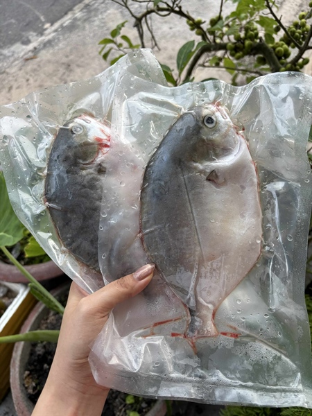 Cá chim lớn