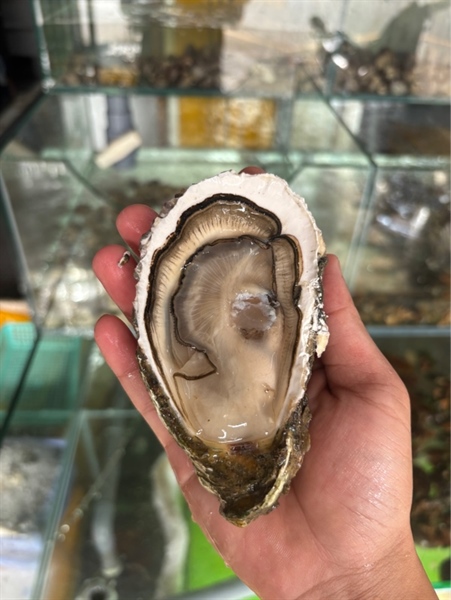Hàu Sữa Lớn size 7-10 con/kg