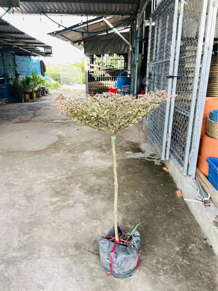 Bàng cẩm thạch nhỏ