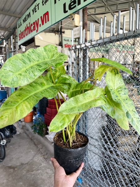 Paraiso (trầu bà thiên đường xanh)