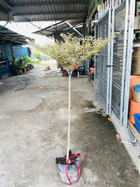 Bàng cẩm thạch lớn