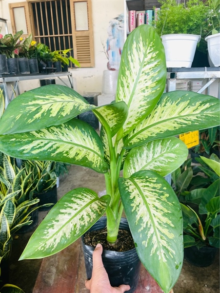Dạ niên thanh C9