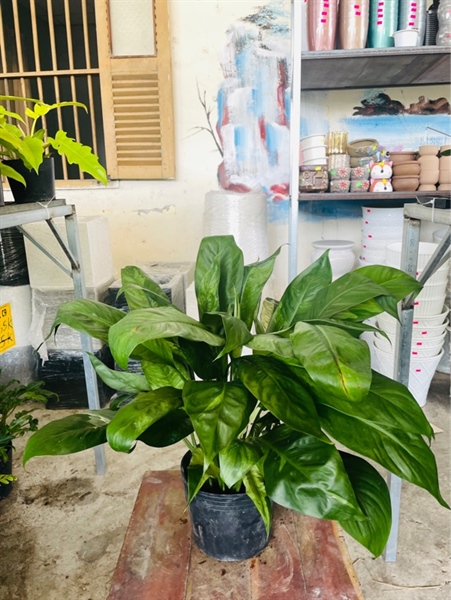 Lan Ý cẩm thạch C9