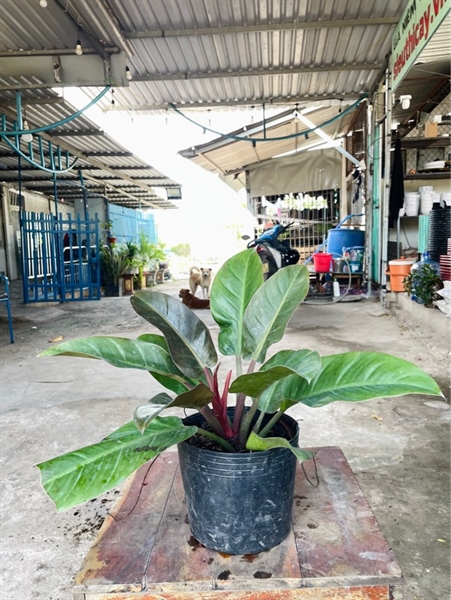 Đế nâu C9