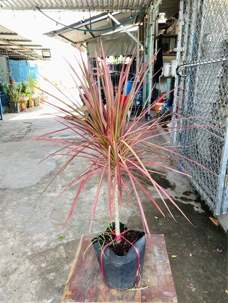Phát tài đỏ nhỏ