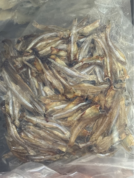 Cá cơm