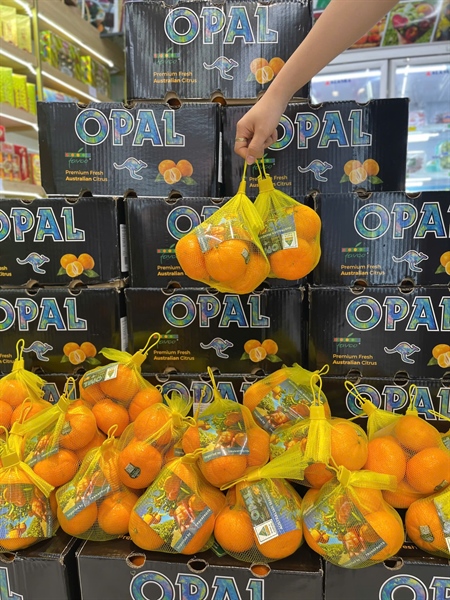 Quýt Túi (Túi)