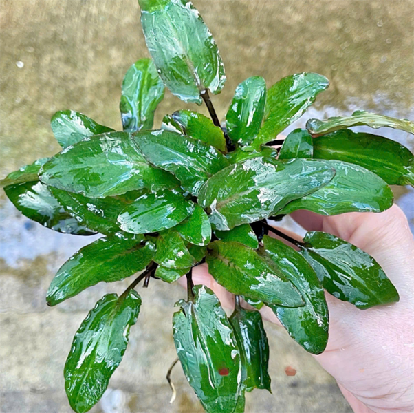 Tiêu Thảo UNDOLATA Đột Biến