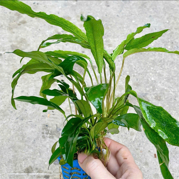 Trầu Bà Nghệ Lớn (Ráy Lưỡi Hổ)