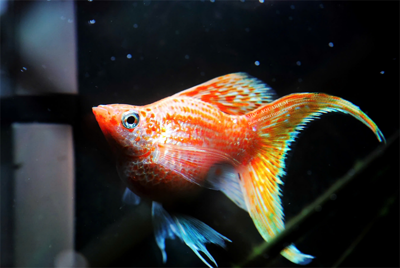 Molly Cam Short Đuôi Én