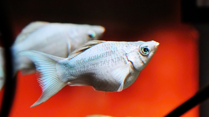 Molly Platinum Short Đuôi Én