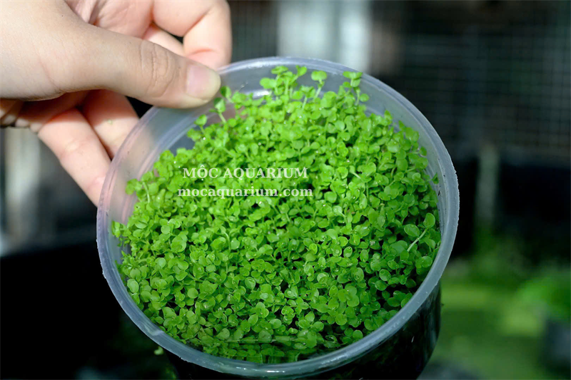 Trân Châu Ngọc Trai