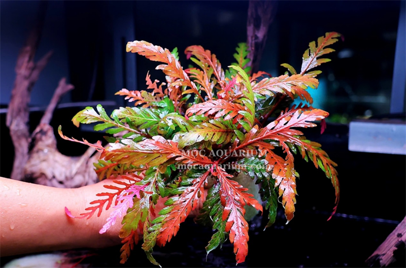 Liễu Răng Cưa (chậu)