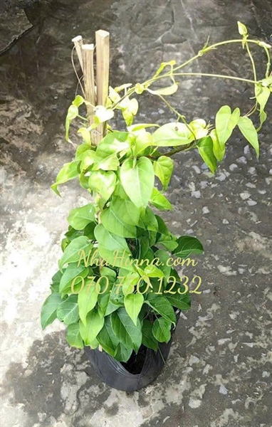 Chậu cây Lá Giang - Cao 35-45 cm