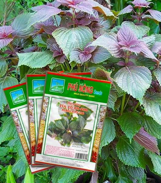 Hạt giống Tía tô PN-200 - 2gr