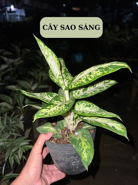 CÂY SAO SÁNG