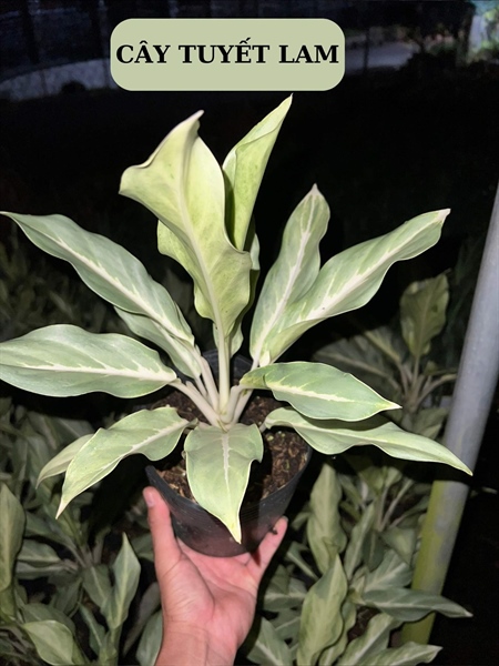CÂY TUYẾT LAM