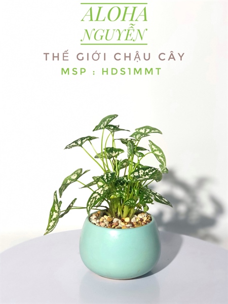 CHẬU HẠT DẺ S1 MIX MÔN TRẮNG