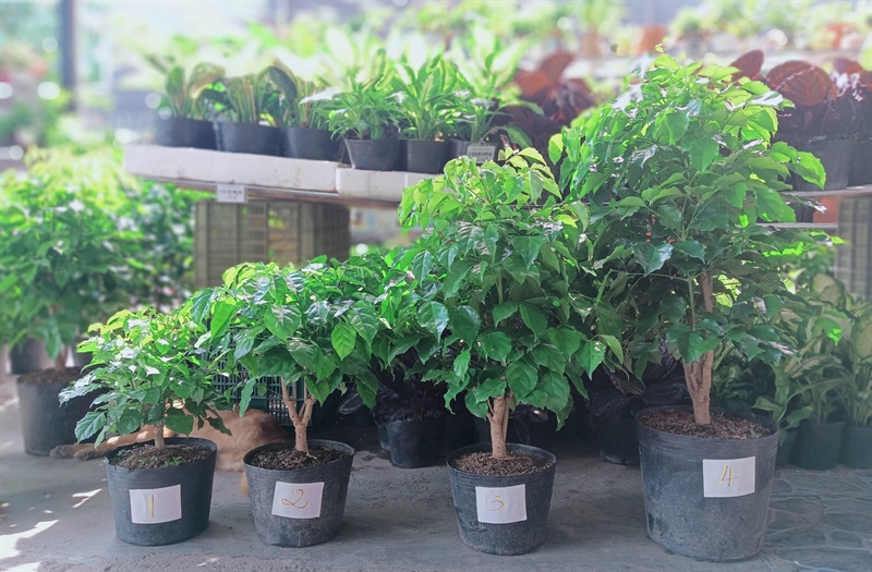 CÂY HẠNH PHÚC