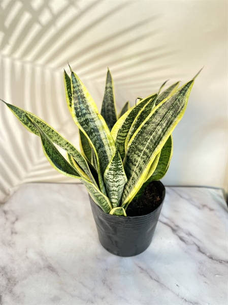 CÂY LƯỠI HỔ C8